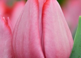 Tulipa Lydia ® (4)